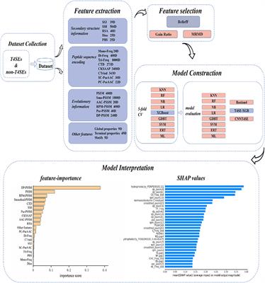 T4SE-XGB: Interpretable Sequence-Based Prediction of Type IV Secreted Effectors Using eXtreme Gradient Boosting Algorithm